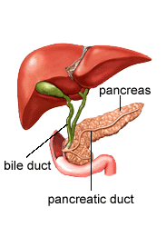 pancreas